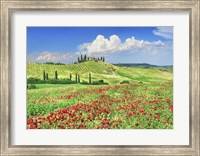 Framed Farmhouse with Cypresses and Poppies, Val d'Orcia, Tuscany