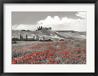 Framed Farmhouse with Cypresses and Poppies, Val d'Orcia, Tuscany (BW)