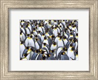 Framed King penguin colony, Antarctica