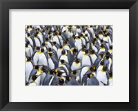 Framed King penguin colony, Antarctica