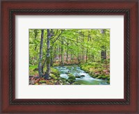 Framed Forest brook through beech forest, Bavaria, Germany