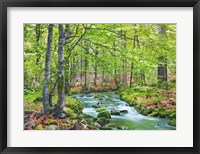 Framed Forest brook through beech forest, Bavaria, Germany