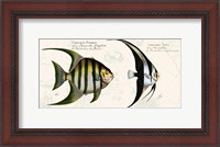 Framed Tropical fish II,  After Bloch