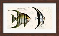 Framed Tropical fish II,  After Bloch