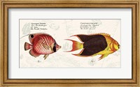 Framed Tropical fish III,  After Bloch