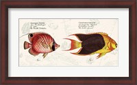 Framed Tropical fish III,  After Bloch