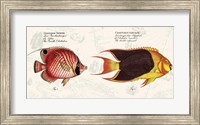Framed Tropical fish III,  After Bloch