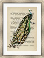 Framed Indian peafowl, After D'Orbigny