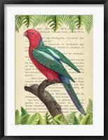 Framed Australian king parrot, After Levaillant