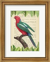 Framed Australian king parrot, After Levaillant