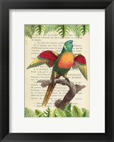 Framed Blue-Headed Parrot, After Levaillant