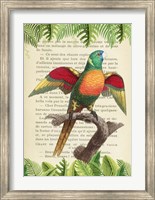 Framed Blue-Headed Parrot, After Levaillant