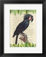 Framed Palm Cockatoo, After Levaillant