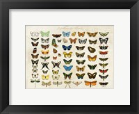Framed Papillons du Monde, After D'Orbigny
