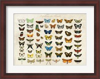 Framed Papillons du Monde, After D'Orbigny