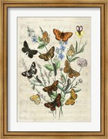 Framed European Butterflies, After Kirby