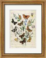 Framed European Butterflies, After Kirby