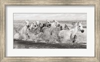 Framed Herd of Horses, Camargue