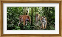 Framed Bengal Tigers (detail)