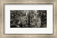 Framed Bengal Tigers (detail, BW)