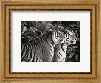 Framed Two Bengal Tigers (BW)