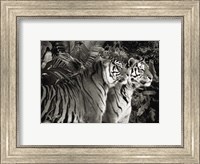 Framed Two Bengal Tigers (BW)
