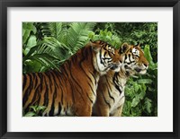 Framed Two Bengal Tigers