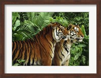 Framed Two Bengal Tigers