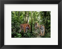 Framed Bengal Tigers
