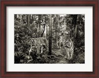 Framed Bengal Tigers (BW)