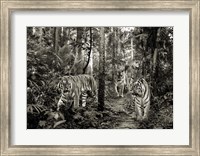 Framed Bengal Tigers (BW)