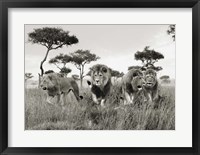 Framed Brothers, Masai Mara, Kenya