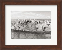 Framed Herd of Horses, Camargue