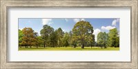 Framed Trees in a Park