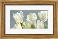 Framed White Tulips on Blue