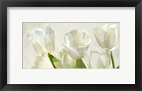 Framed White Tulips (detail)