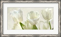Framed White Tulips (detail)
