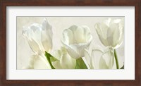 Framed White Tulips (detail)