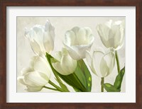 Framed White Tulips