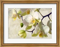 Framed Orchid in the Sun