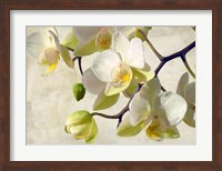Framed Orchid in the Sun