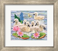 Framed Cygnets Neighborhood Swim