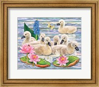 Framed Cygnets Neighborhood Swim