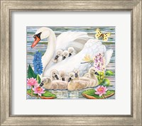 Framed Mother Swan