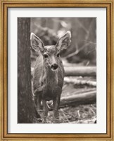 Framed Rocky Mountains Deer