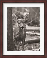 Framed Rocky Mountains Deer