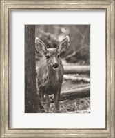 Framed Rocky Mountains Deer