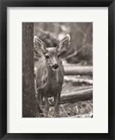 Framed Rocky Mountains Deer