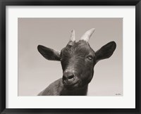 Framed Lake Tobias Goat I
