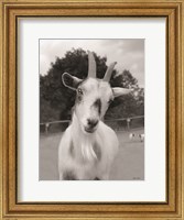 Framed Lake Tobias Goat II